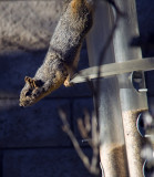 HangingSquirrel.jpg
