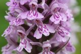 Common-Spotted-Orchid