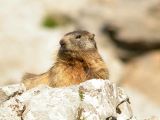 Alpine-Marmot