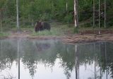 European Brown Bear