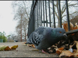 pigeon St James Park