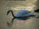 Iced Swan