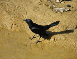 Carib Grackle, Charlotteville