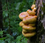 Fungus Bialowieza National Park