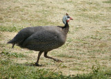 Helemeted Guineafowl at Yoros Castle. The Ferry stops at Anadolukavagi for a long lunch.