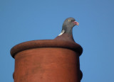  Woodpigeon in chimney