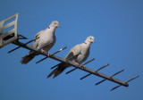 Collared Doves on tv aerial