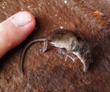 Dead Pigmy Shrew (smallest British mammal) and index finger