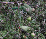 Ring Necked Parakeets raiding apple tree