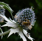 Wasp and flower (echinops?)