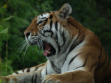 Amur or Siberian Tiger yawning (the largest wild cat in the world)