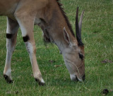 Young Eland