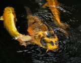 Tropical Carp