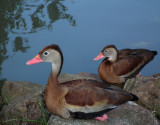 Wandering Whistling Ducks