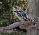 crested barbet at Jacis Safari Lodge