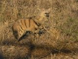 Aardwolf (an insectiverous member of the hyena family.and very rarely sighted)