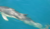 underwater dolphin