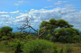 Tanzania 2005 0717.jpg