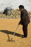Raking corn