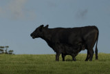 Black Angus cow and calf, Spicers Peak