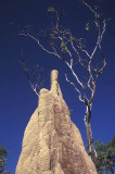 Termite mound, Northern Territory