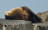 Stellers sea lion