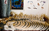 Skeleton of the extinct Stellers sea cow in the Nikolskoye museum