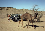 Encounter with a camel, Fossil Valley
