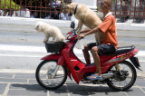 Doggy riders
