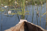 Mokoro or dugout canoe