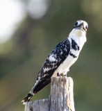 Pied kingfisher