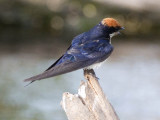 Wire-tailed swallow