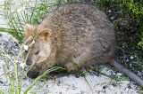 An original inhabitant, the marsupial quokka