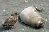 A skua contemplates an elephant seal