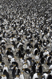 Royal Penguins, Sandy Bay