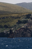 Campbell Island Albatross rookery