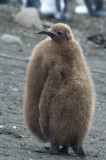 King Penguin fledgling
