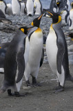 King Penguins, Sandy Bay