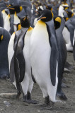 King Penguins