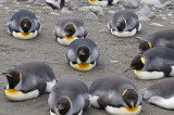 King penguins