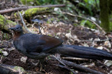 Female Superb Lyrebird