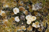 Fungi and mosses, Campbell I.