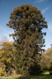 A venerable bunya pine