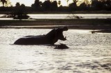 Yawning hippopotamus, Rufiji River