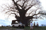 Under a baobab at dusk