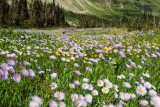 2009-8-8 1302 Wildflowers - M.jpg