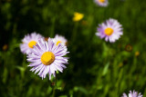 2009-8-8 1292 - Wildflowers - M.jpg