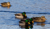 2008-2-16 2023 Ducks - Crop.jpg