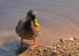 Mallard Family-20080908_37_Nearly Full Grow.JPG