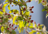 Airial Easthmptn_20090426_10 Crabapple abloomA.JPG